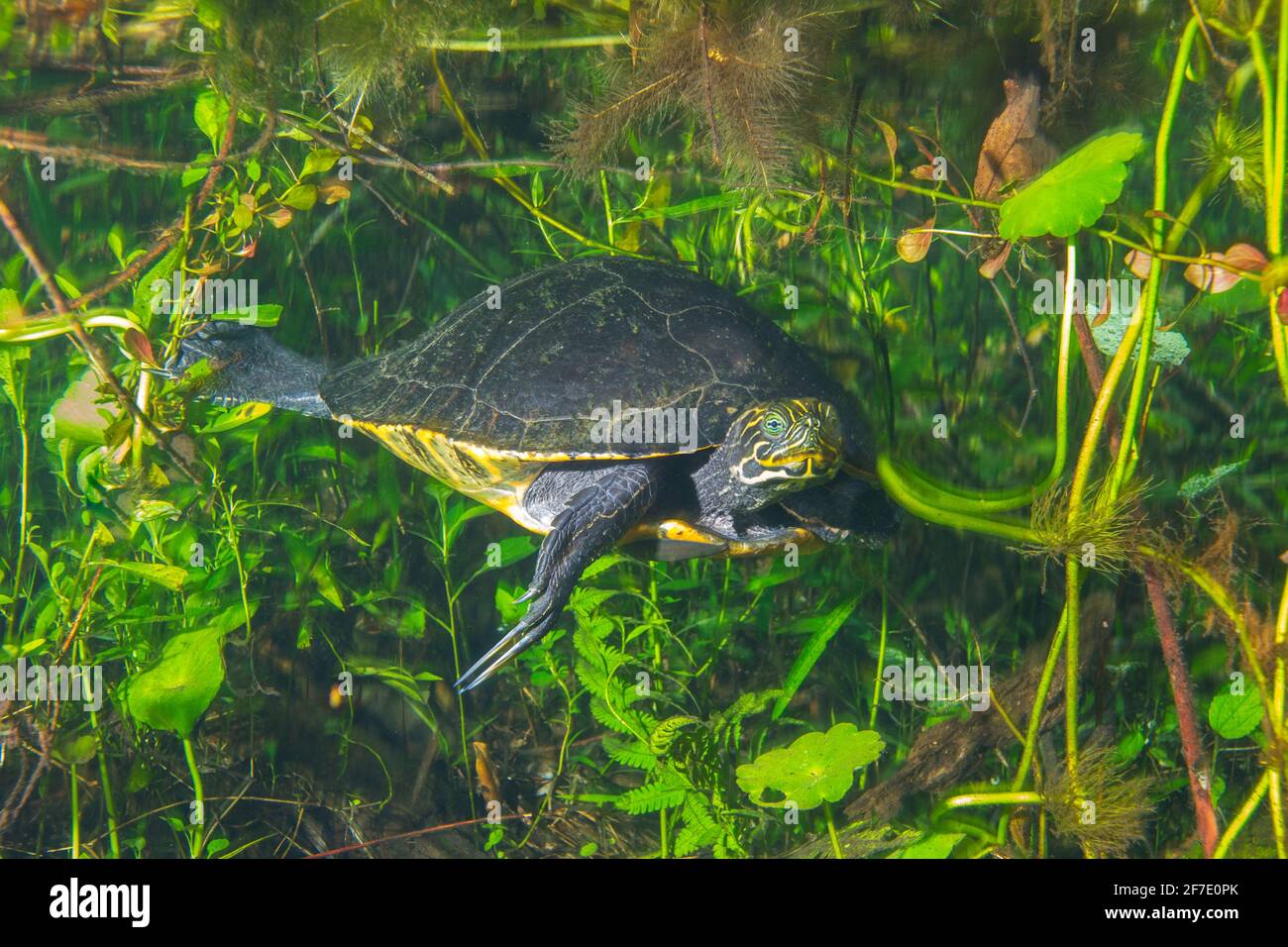 Suwannee Cooter, Pseudemys concinna suwanniensis, in einem klaren Frühling auf Nahrungssuche. Stockfoto