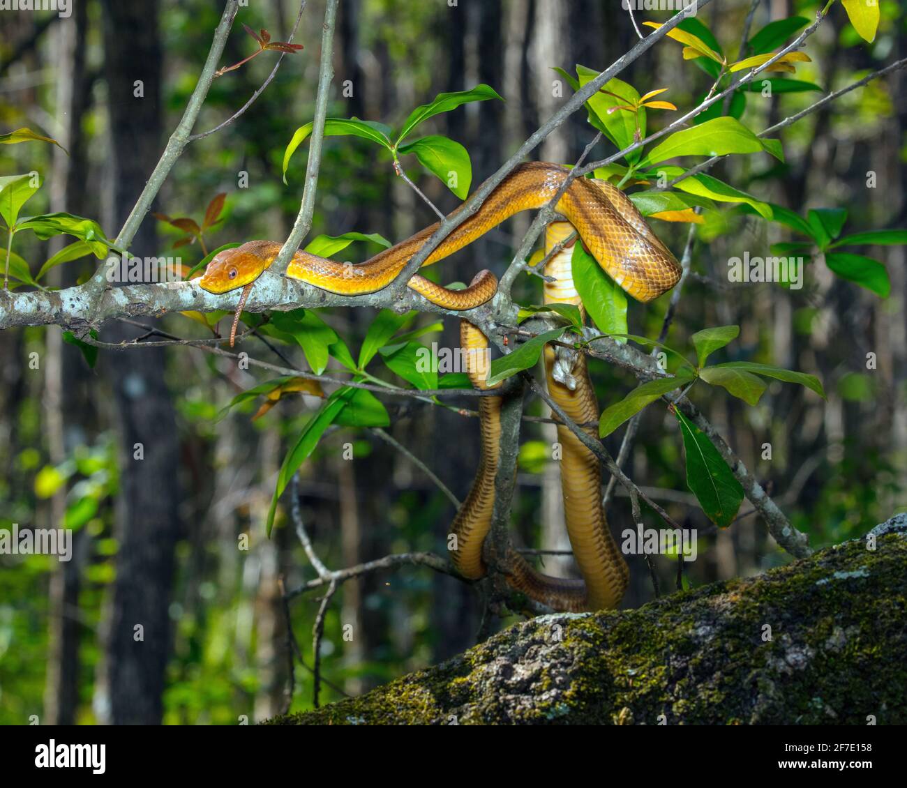 Eine gelbe Ostrattenschlange, Pantherophis alleghaniensis, frickt in einem Sumpf. Stockfoto
