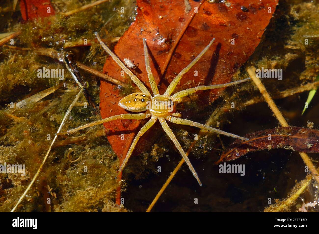 Dolocedes triton, eine Fischspinne mit sechs Punkten, schwimmt auf einer Teichoberfläche. Stockfoto