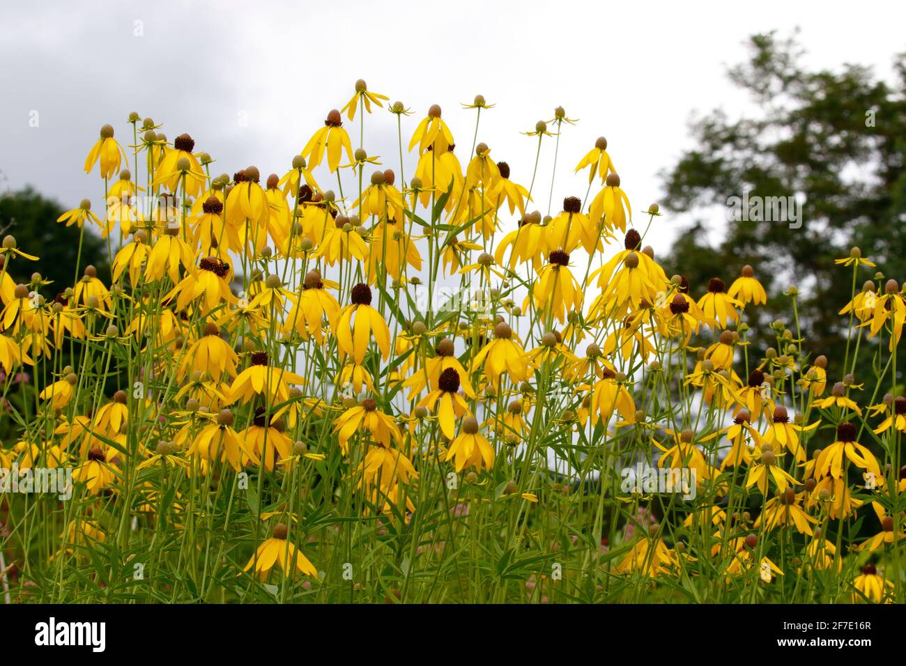 Schwarzäugige Susans, Rudbeckia hirta, wachsen auf einem Feld. Stockfoto