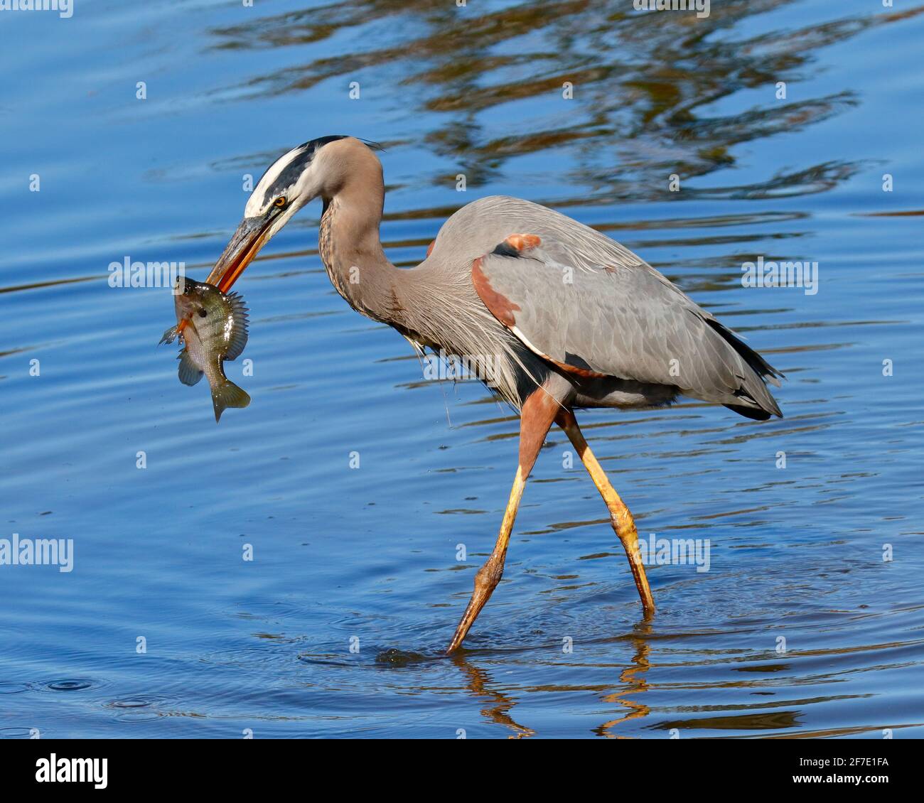 Ein großer blauer Reiher, Ardea herodias, im Flug über einen See. Stockfoto