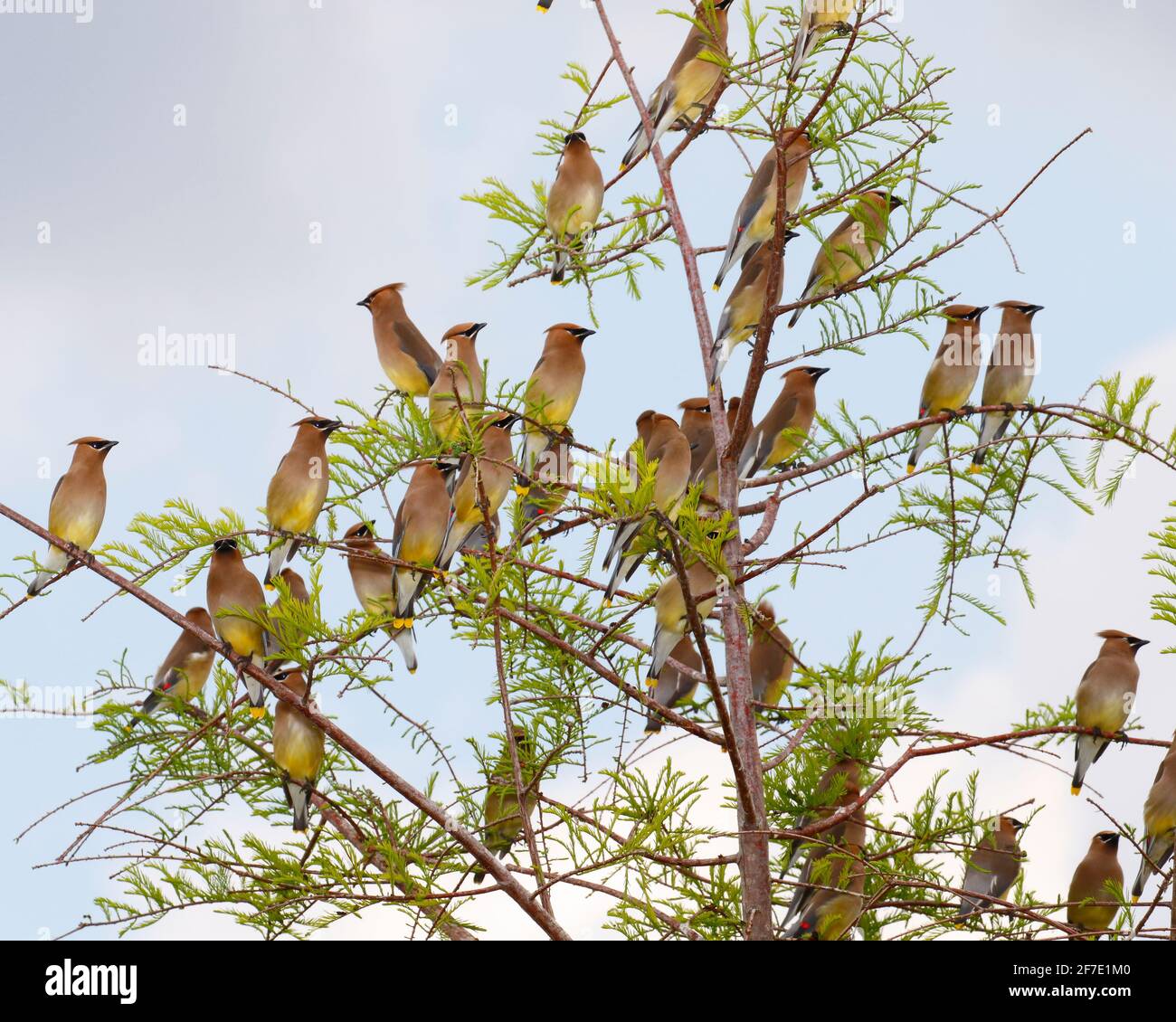 Eine Herde von Zedernwachsflügeln, Bombycilla cedrorum, thront in Zypressen. Stockfoto
