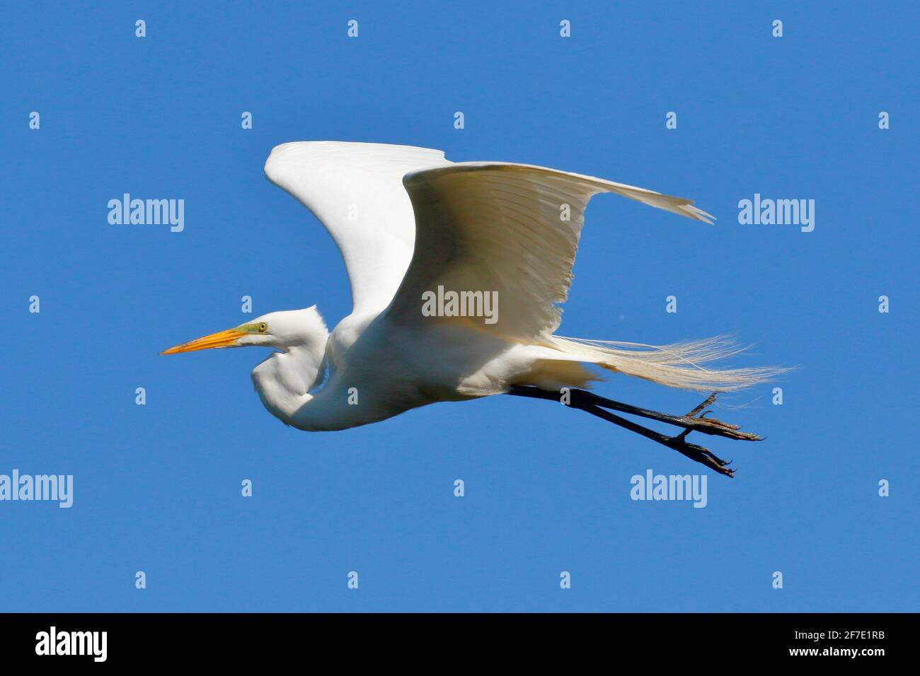 Ein großer Reiher, Ardea alba, im Flug gegen den blauen Himmel. Stockfoto