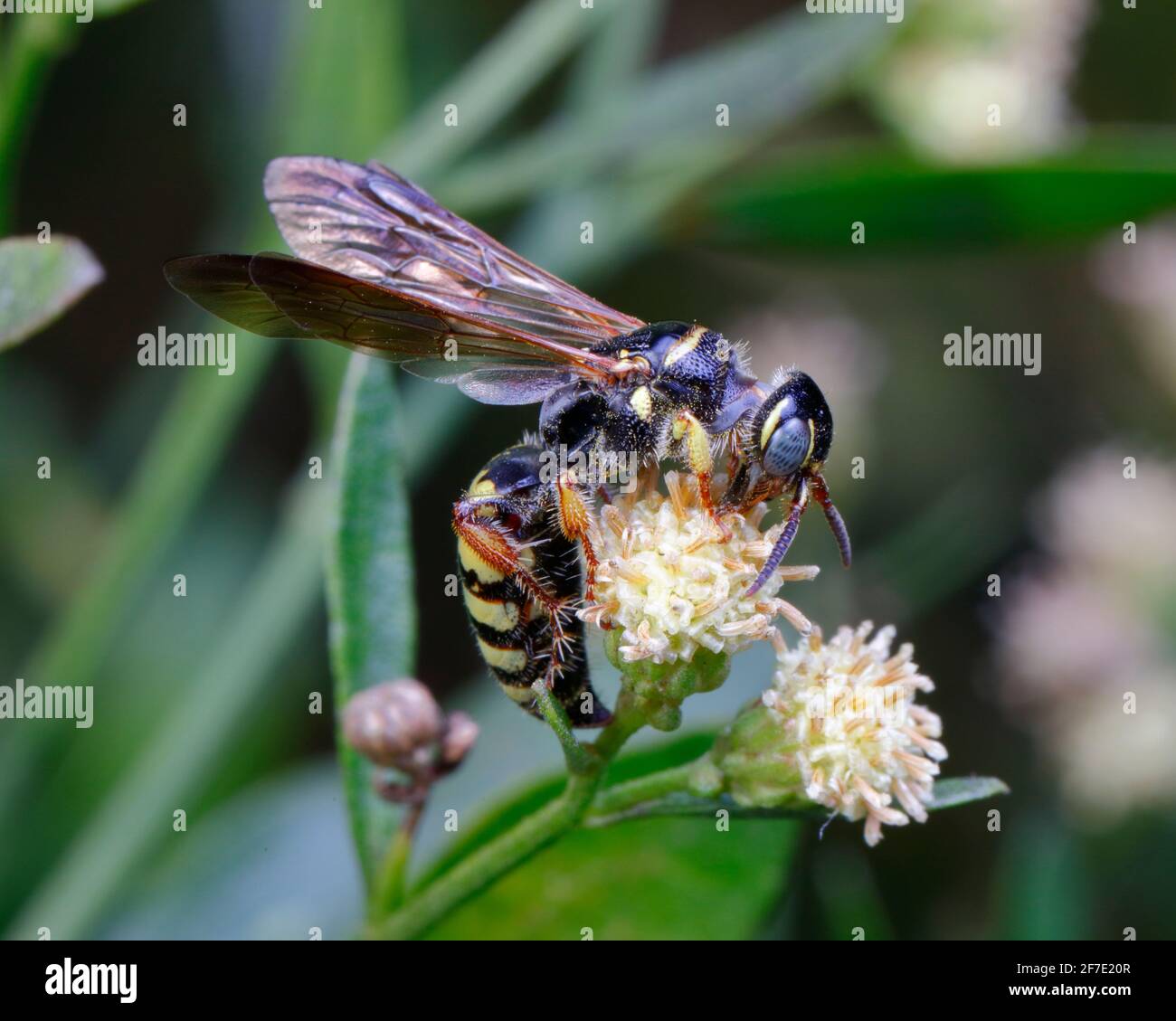 Eine skoliide Wasp, Colpa octomaculata, nectaring eine weiße Blume. Stockfoto