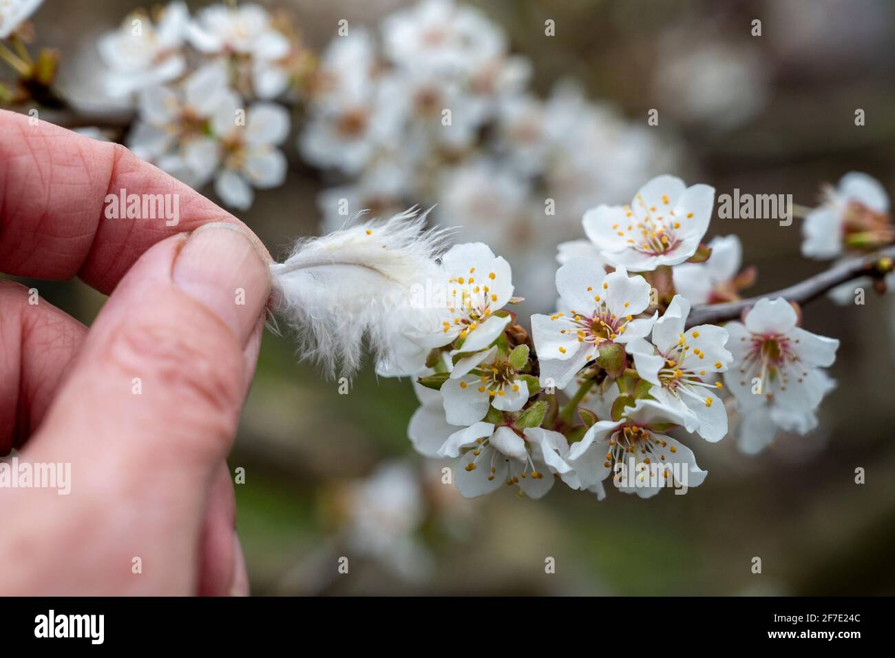 Verwenden einer Feder, um die Pflaumenblüte im Frühjahr von Hand zu bestäuben. Stockfoto