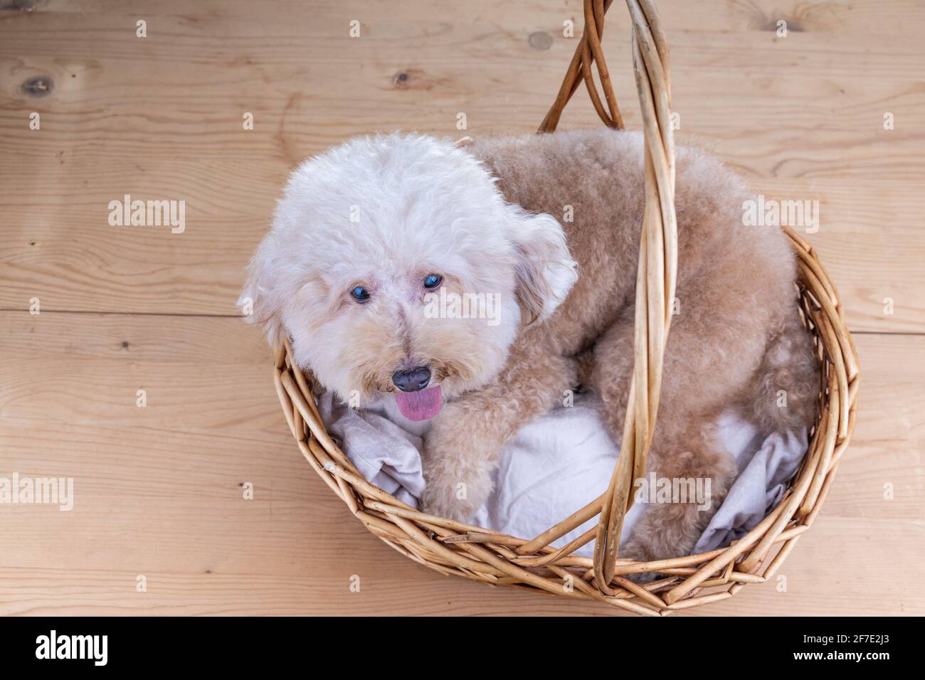 Niedlicher Pudel Hund ruht in Rattan Korbbett auf Holz Boden Stockfoto
