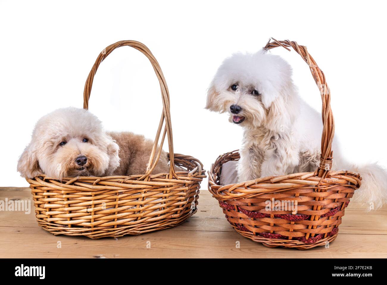 Zwei niedliche Pudelhunde, die in einem Rattankorb auf dem Bett ruhen Holzfußboden Stockfoto