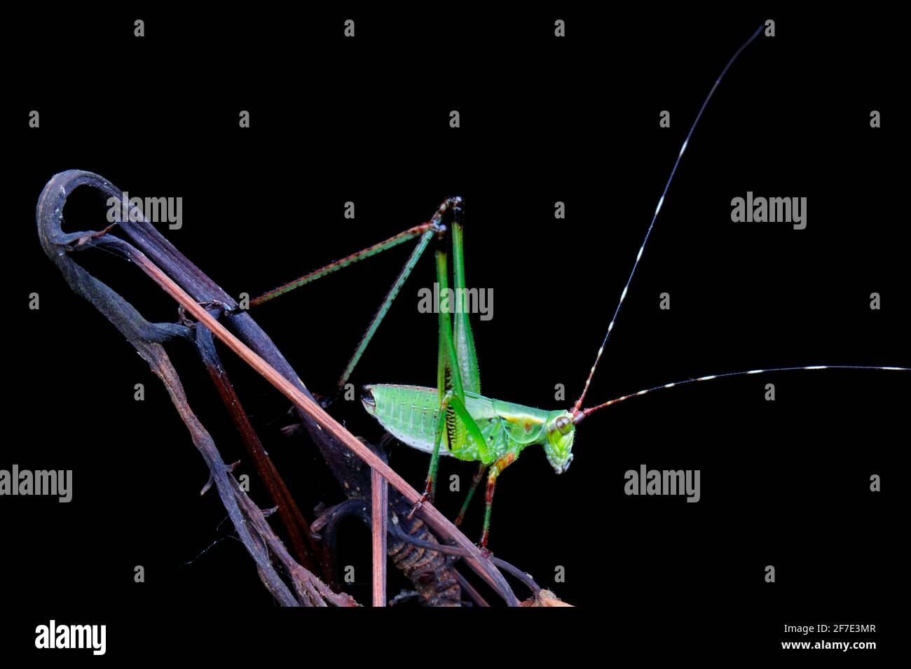 Ein Scudder Bush Katydid, Nymphe, Scudderia, kriechen auf Pflanzen. Stockfoto