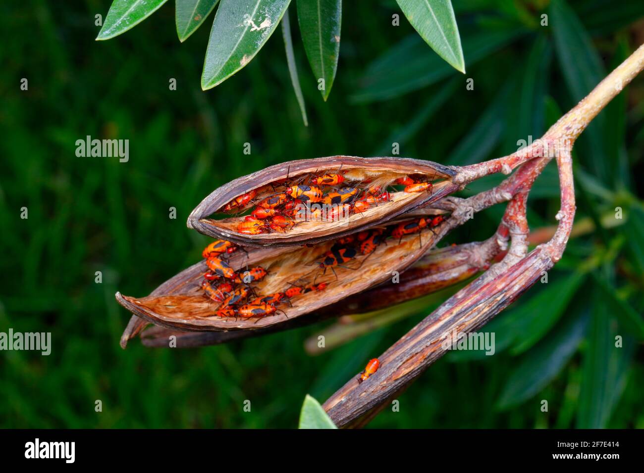 Eine Kolonie großer Milchkrautwanzen, Oncopeltus fasciatus, die auf Oleander-Bohnenschoten schwelen. Stockfoto
