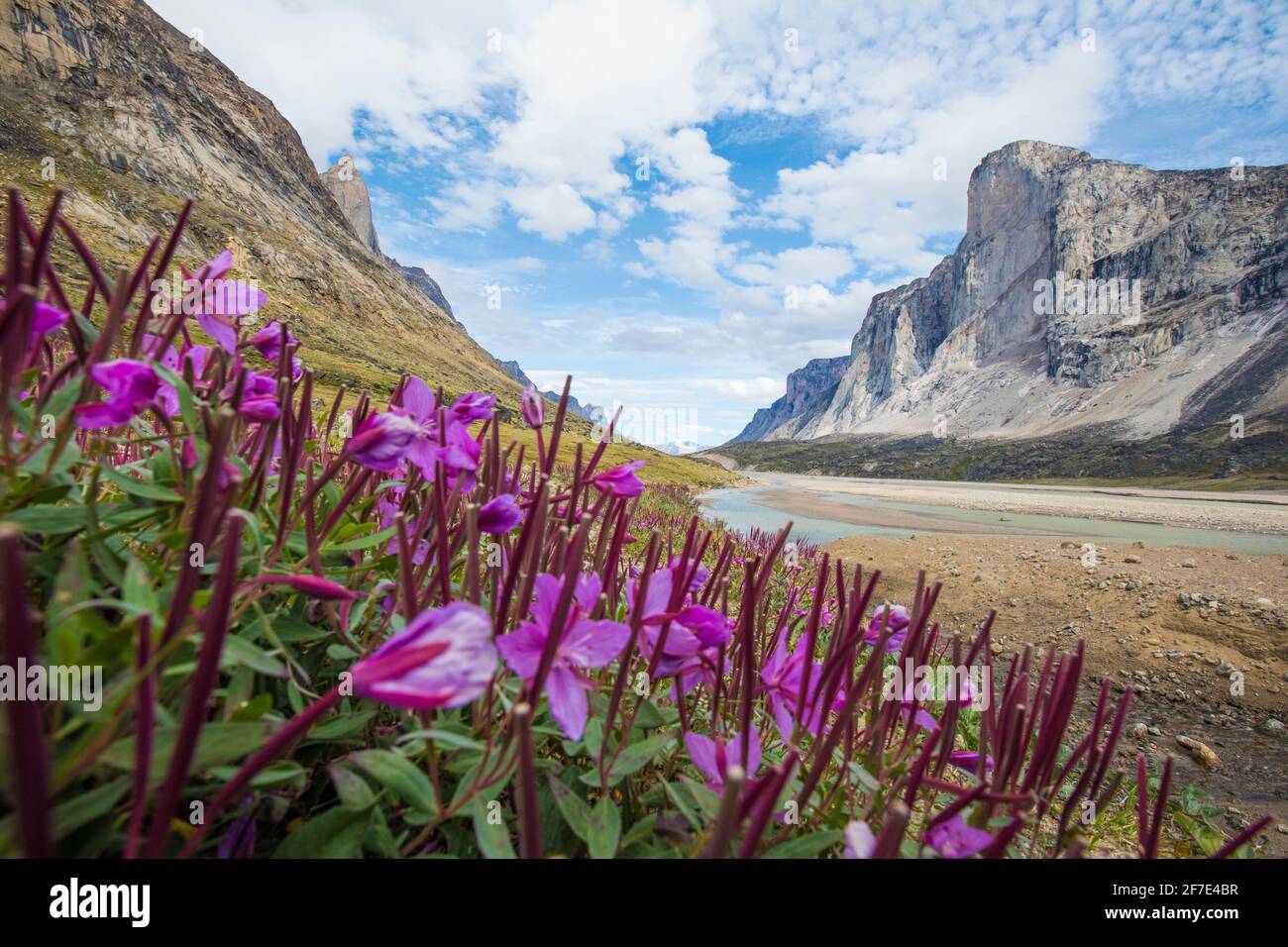 Unter Mount Thor, Baffin Island, Nunuvat, blühen Blumen. Stockfoto