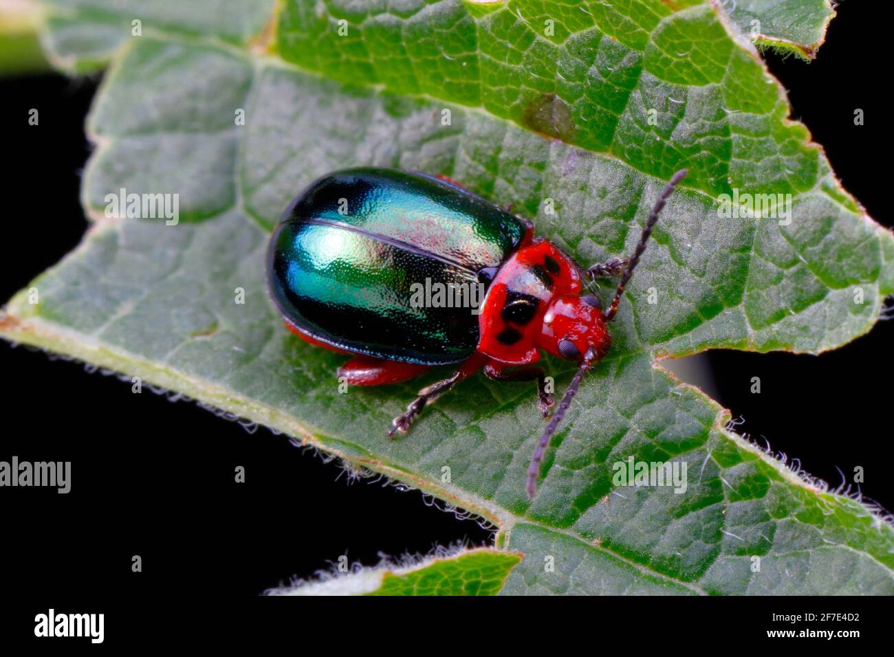 Ein schillernder Käfer der Familie der Ulmenkäfer kriecht auf einem Blatt. Stockfoto