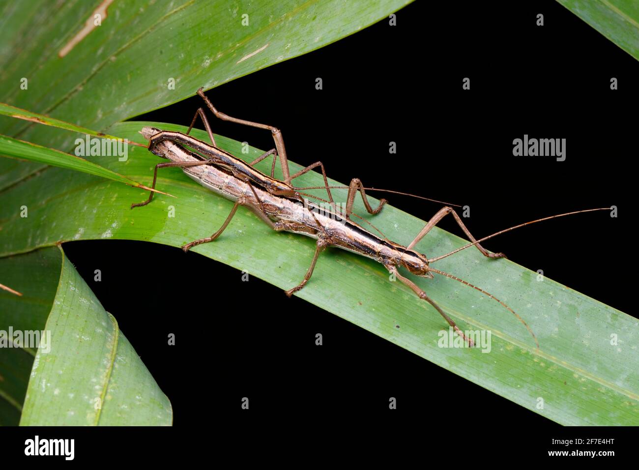 Ein zweigestreifter Spazierstock, Anisomorpha buprestoides, paart sich auf einer Palmetto-Wedel. Stockfoto