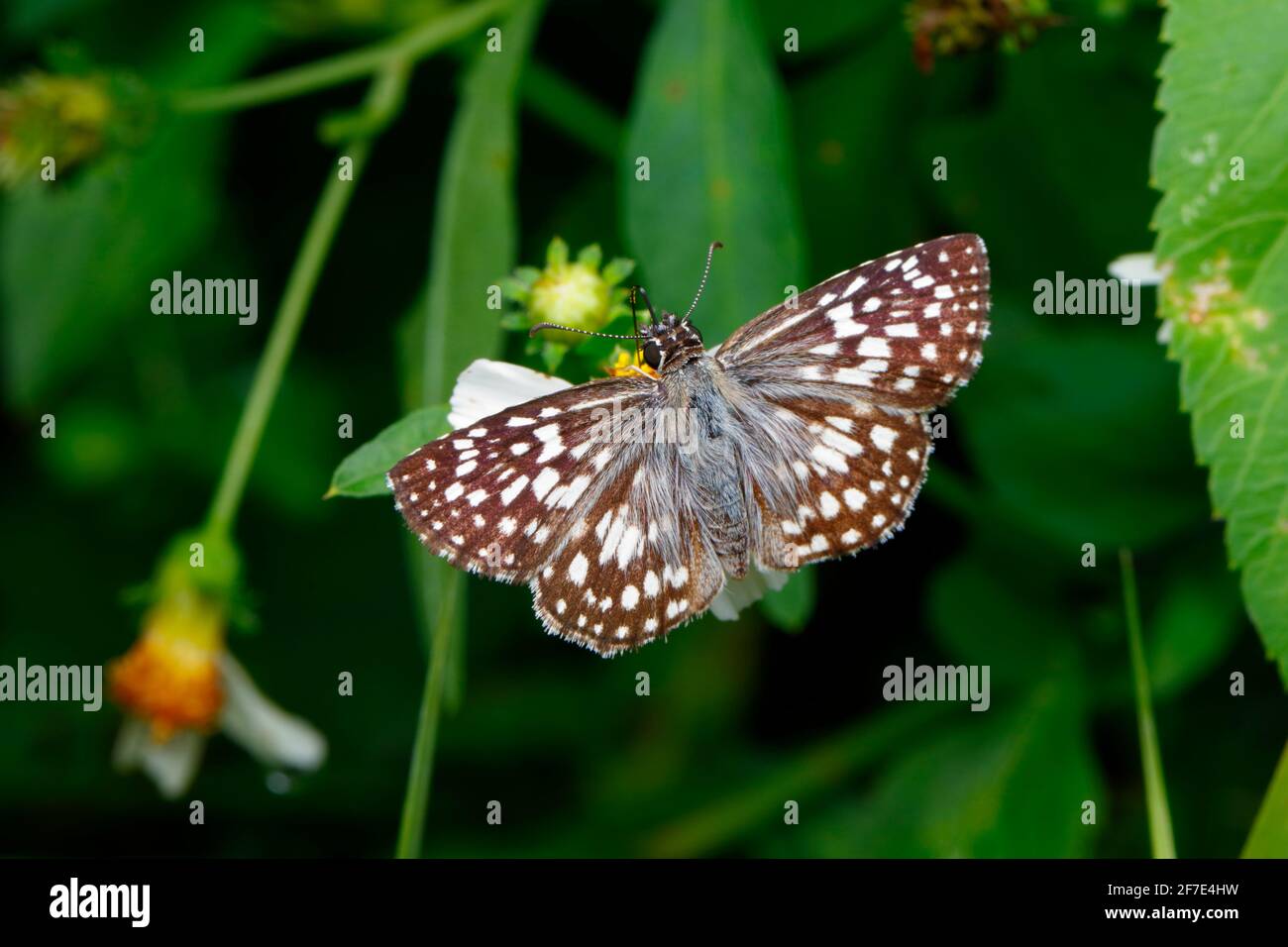 Ein karierter Skipper, ein weißer karierter Skipper, Pyrgus communis, der auf spanischer Nadel füttert. Stockfoto