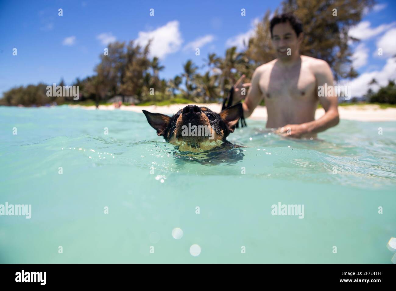 Mutiger Welpen, der an einem sonnigen Tag im sanften, ruhigen Meer schwimmen lernt Stockfoto