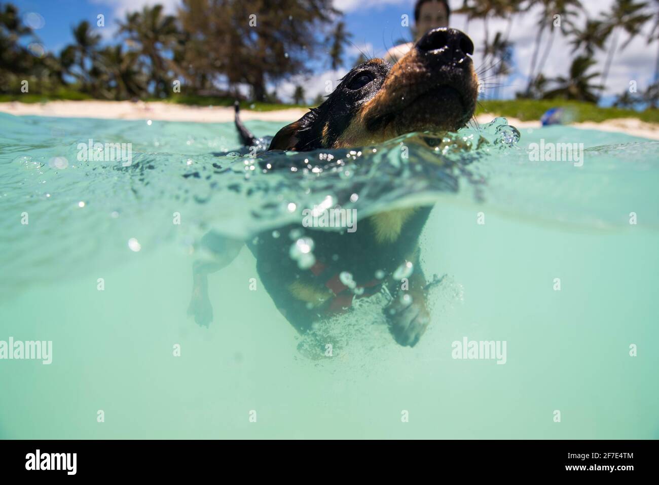 Süßer Welpe, der von seinem Besitzer in der freien Hand wegschwimmt Blaues Wasser von HI Stockfoto