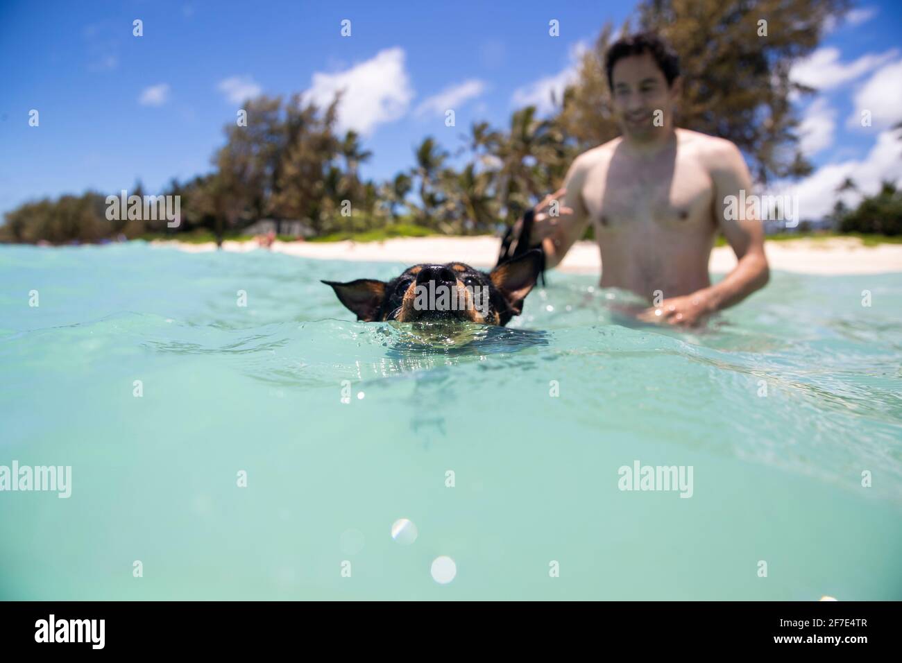 Tapferer Welpe, der im warmen türkisfarbenen Meer in Oahu schwimmend ist Stockfoto