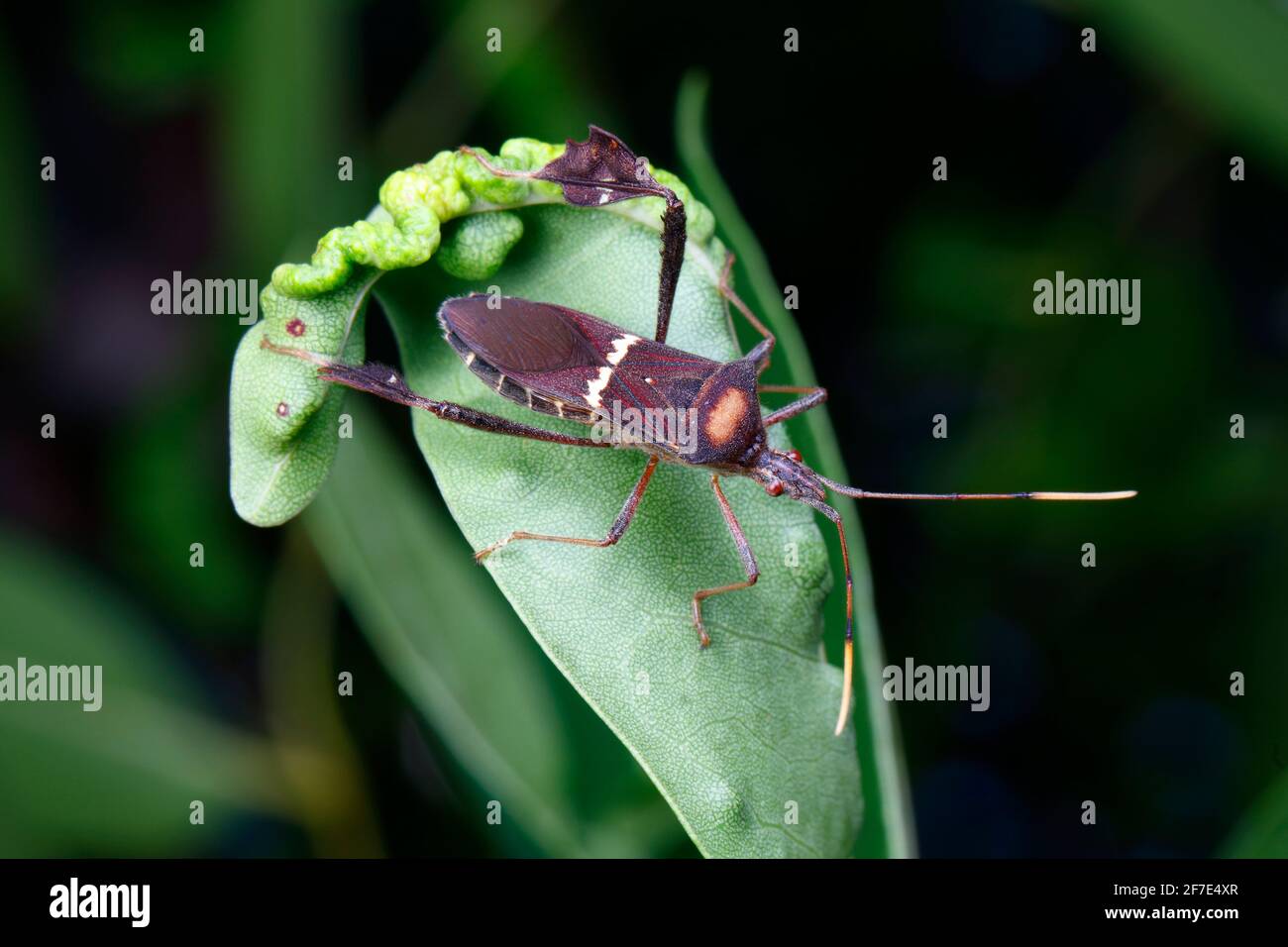 Ein ausgewachsener, blattfüßiger Käfer, Leptoglossus phyllopus, auf einer Pflanze. Stockfoto