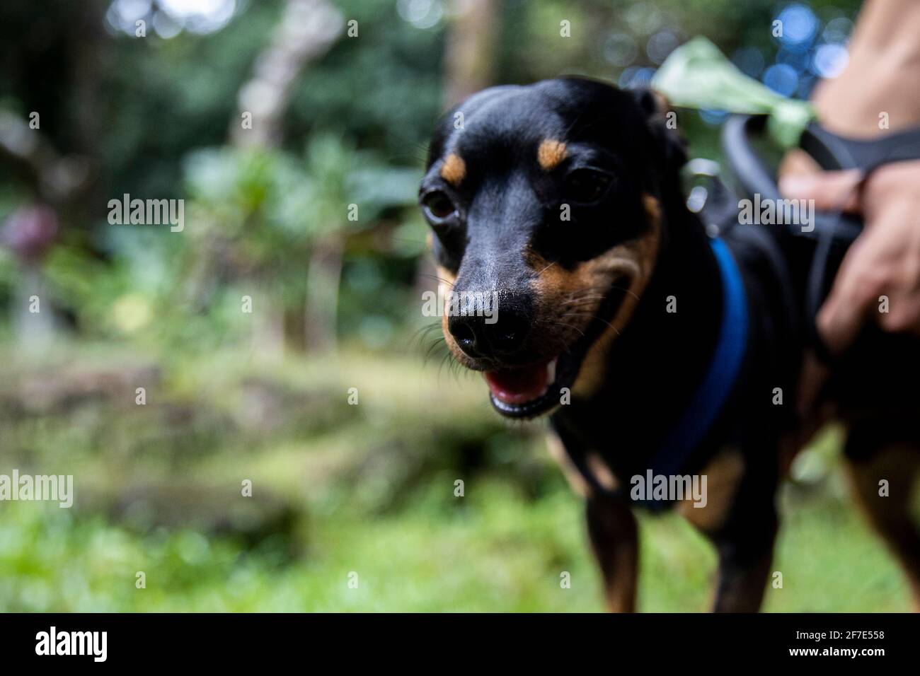 Ein kleiner schwarzer Hund lächelt, während der Besitzer ihn auf ihren Hunden stieret Wandern Stockfoto