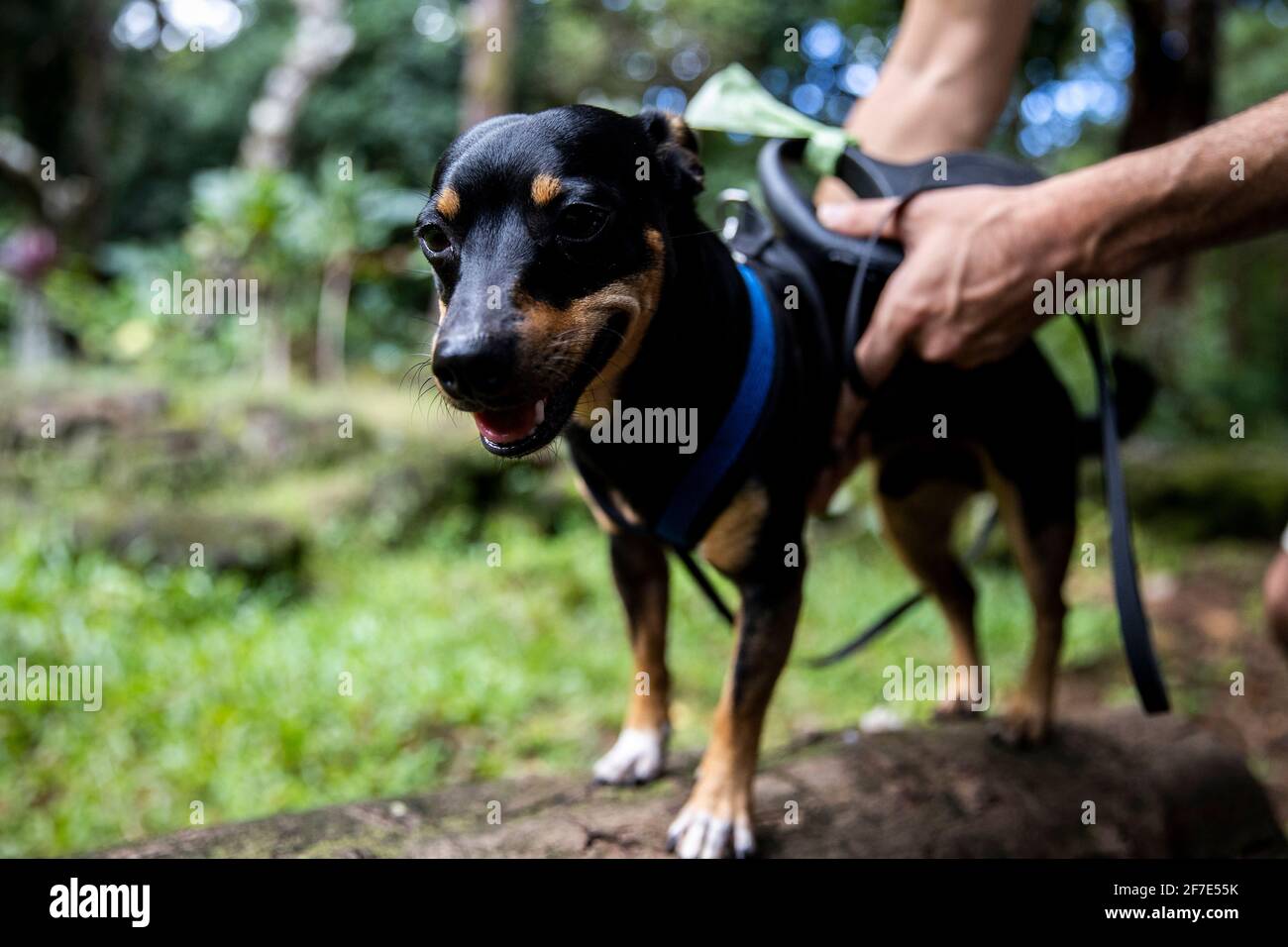 Grinsender Hund, der sein Geschirr von seinem Besitzer repariert hat Stockfoto