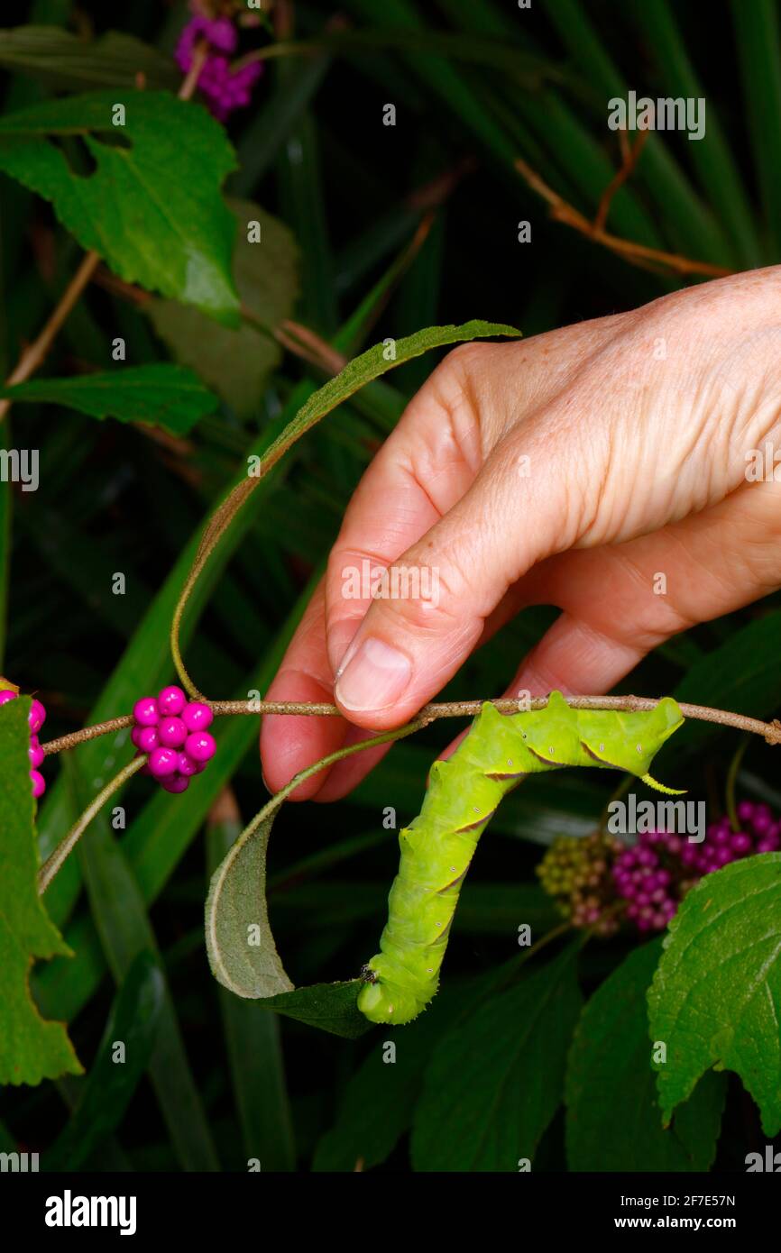 Eine Pfandpfote Sphinx, Dolbe hyloeus, Raupe, Manduca quinquemaculata, Fütterung von Schönheitsbeere. Stockfoto