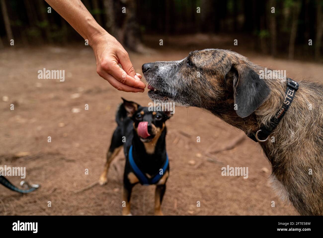 Welpen, die beim Anblick eines älteren Hundes, der gefüttert wird, salivierend sind Ein Genuss Stockfoto