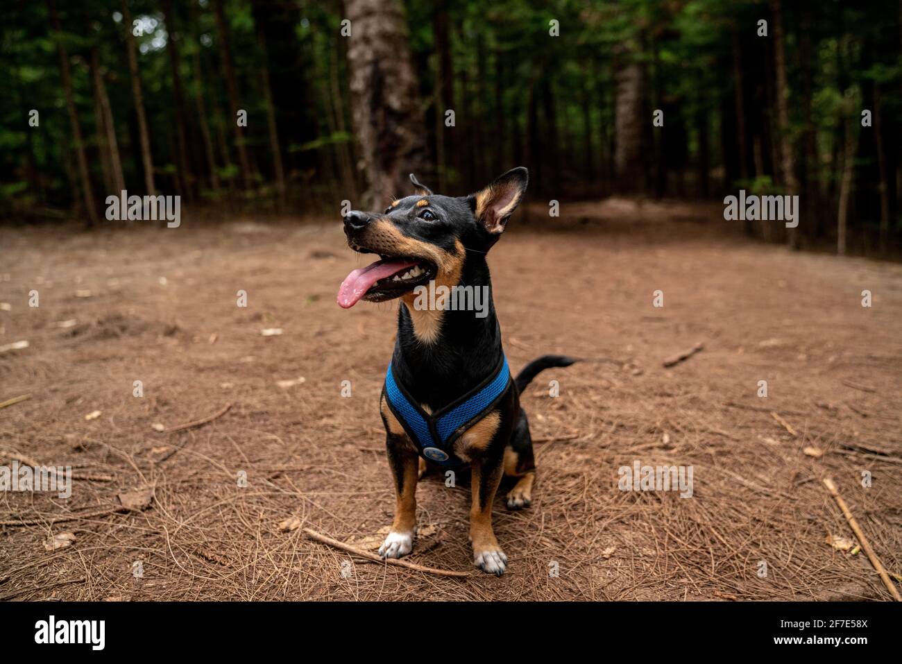 Kleiner schwarzer Hund, der glücklich in den tropischen Wäldern von sitzt Hawaii Stockfoto
