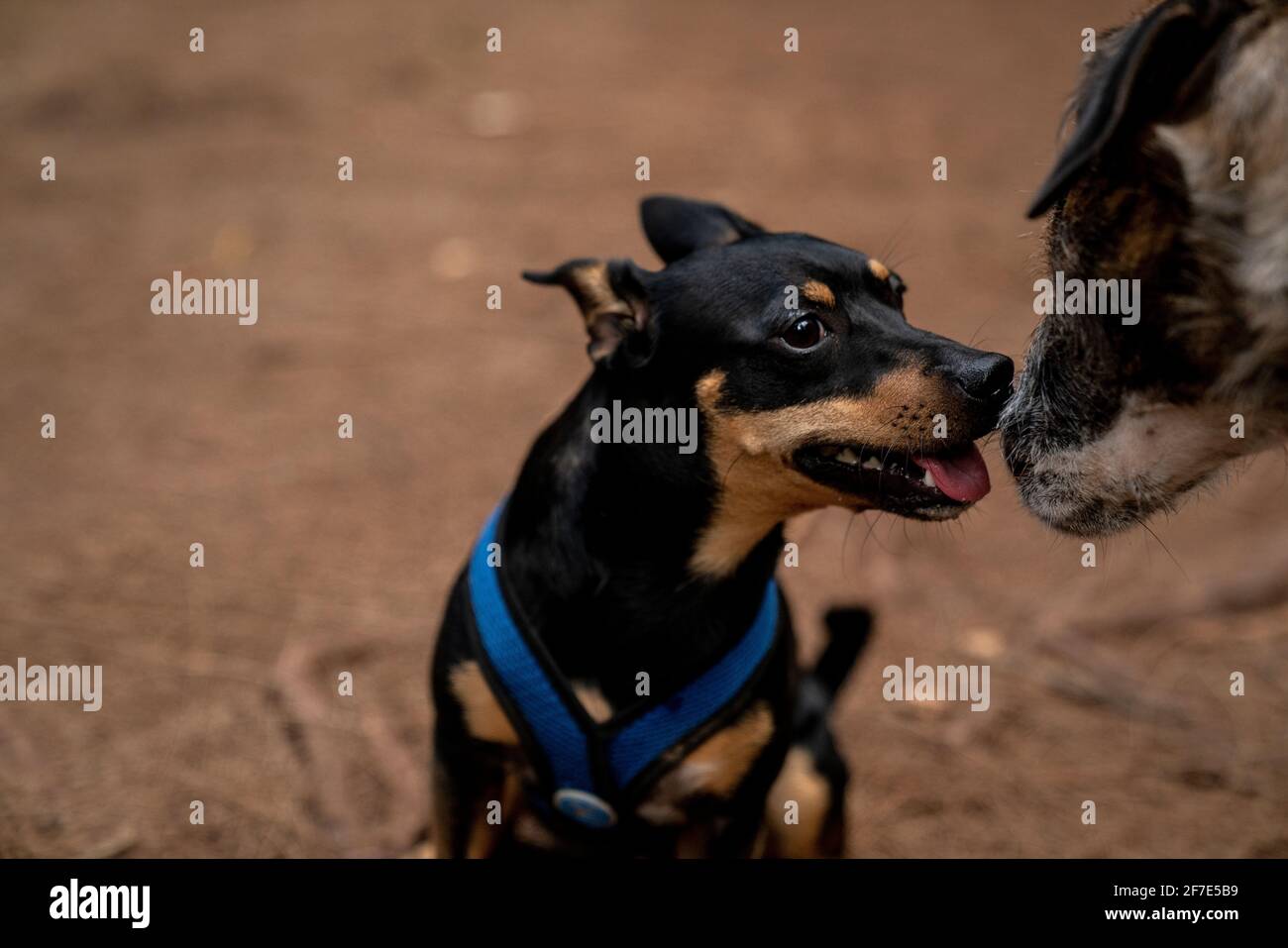 Ein lebhafter Welpe, der eine Sicherheitsweste trägt, trifft auf einen größeren Hund Auf einem Trail Stockfoto