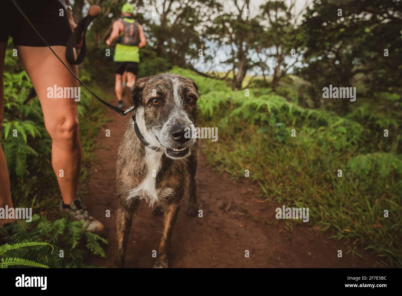 Beseelte Welpen sind bereit für einen spaßigen Trail Run Mit seinem Besitzer auf einem Stockfoto
