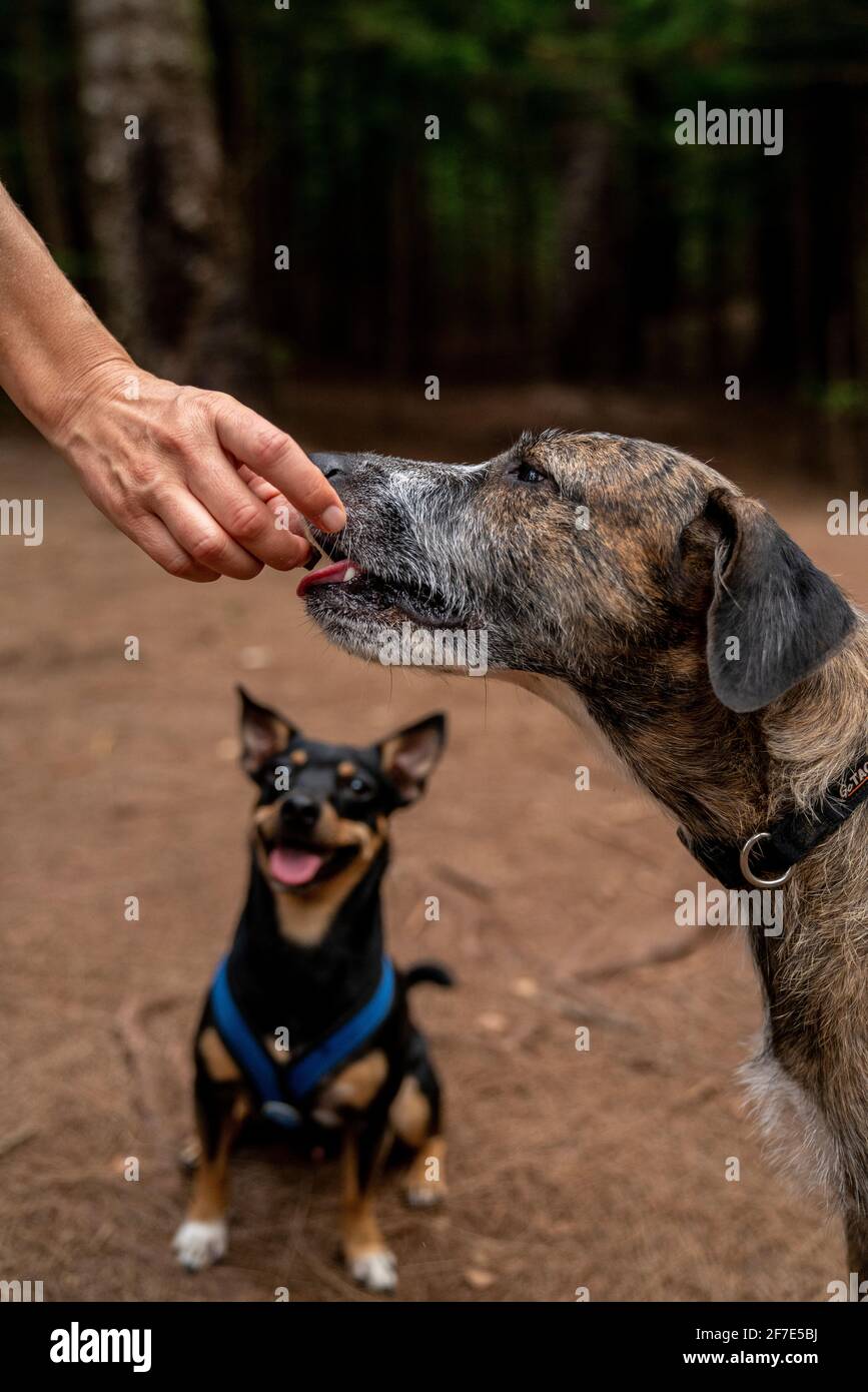 Aufgeregt Welpen geduldig warten auf seine Behandlung nach älteren Hund Wird gefüttert Stockfoto