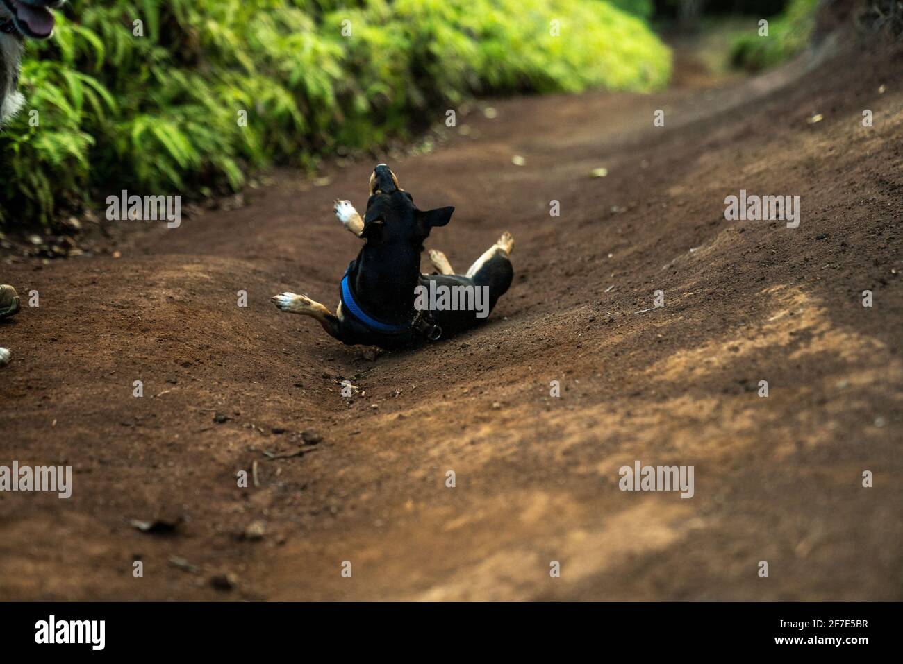 Hot Pup kühlt sich ab, indem er sich auf einem Feldweg herumrollt Während einer Wanderung Stockfoto Hot Pup kühlt sich ab, indem er sich auf einem Feldweg herumrollt Während einer Wanderung Stockfoto