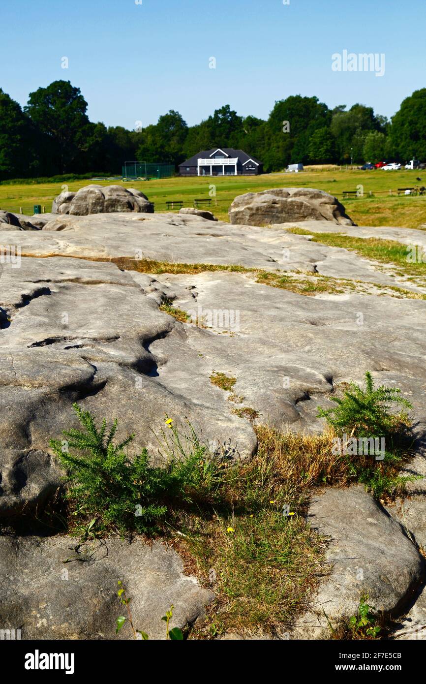 Junge Ginstersträucher wachsen in Rissen in Wellington Rocks, Cricket-Boden und Pavillon im Hintergrund, Tunbridge Wells Common, Tunbridge Wells, Kent, Großbritannien Stockfoto