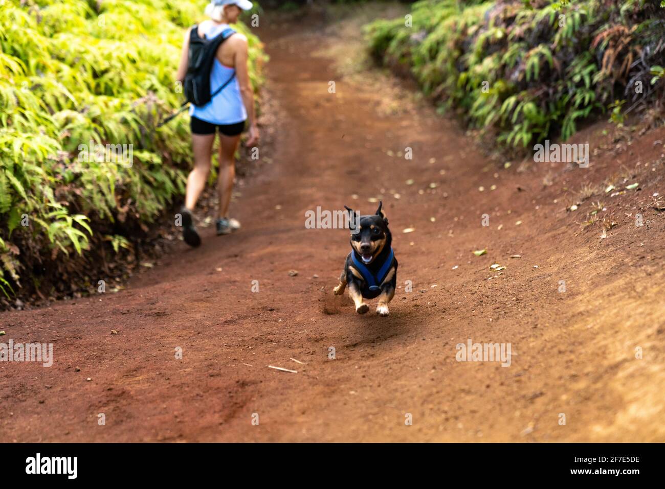Überglücklich Hund läuft auf einem Trail mit einer aktiven Blondine Frau Stockfoto