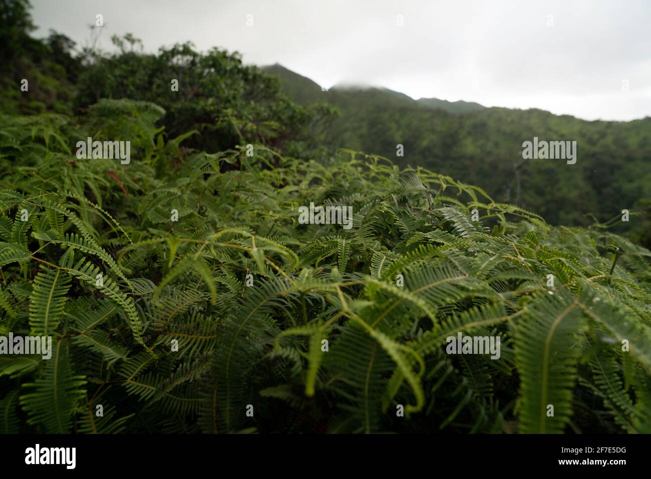 Tropisches Laub an einem bewölkten Tag im Regenwald von Hawaii Stockfoto