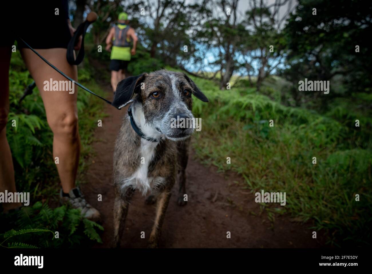 Entspannter, unruhiger Hund, der mit ihm eine Pause vom Wandern einlegte Eigentümer Stockfoto