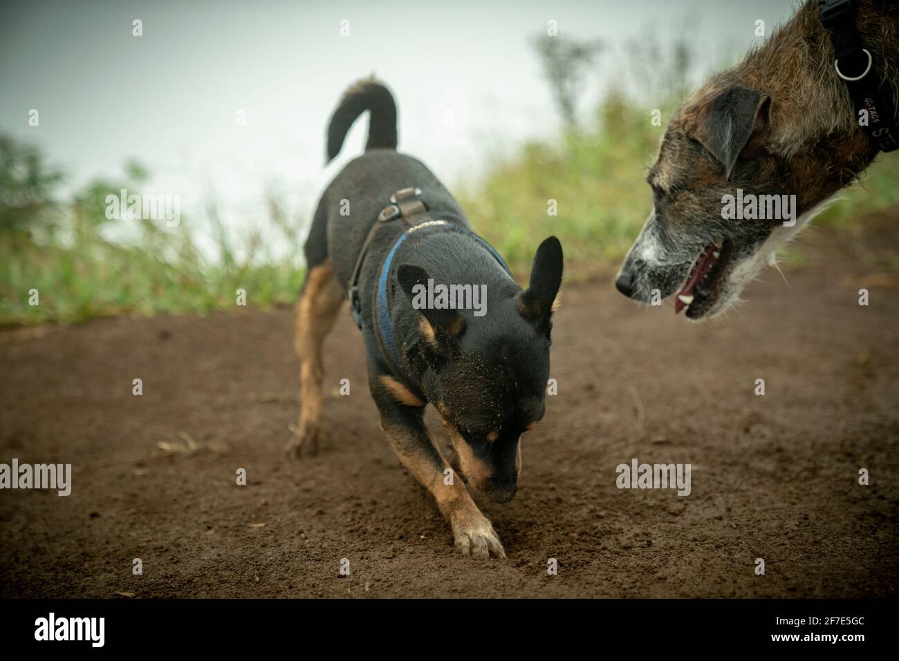 Älterer Hund begrüßt einen kleinen Welpen, der ein Loch eingräbt Den Boden Stockfoto