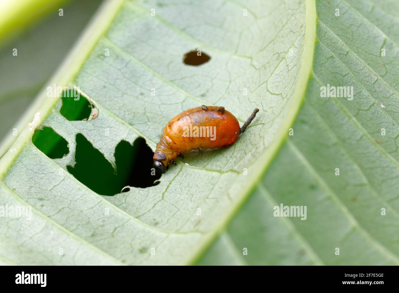 Luftkartoffelblattkäfer, Lilioceris cheni, Larven oder Larven, die sich auf einem Luftkartoffelblatt ernähren. Stockfoto