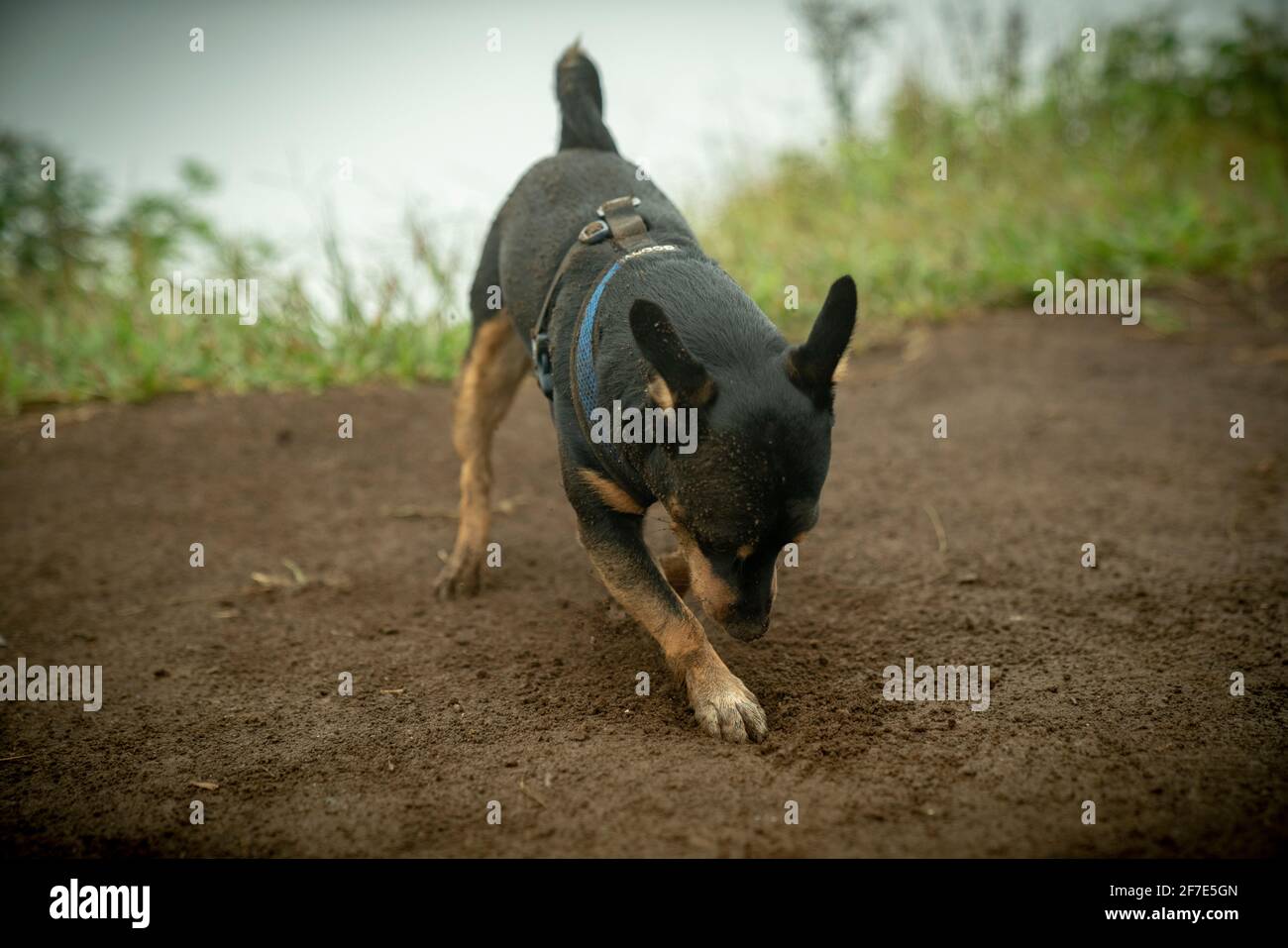 Fleißiger Hund, der einen Platz für sich selbst schafft, um an einem heißen, schwül-heißen Tag zu sitzen Stockfoto