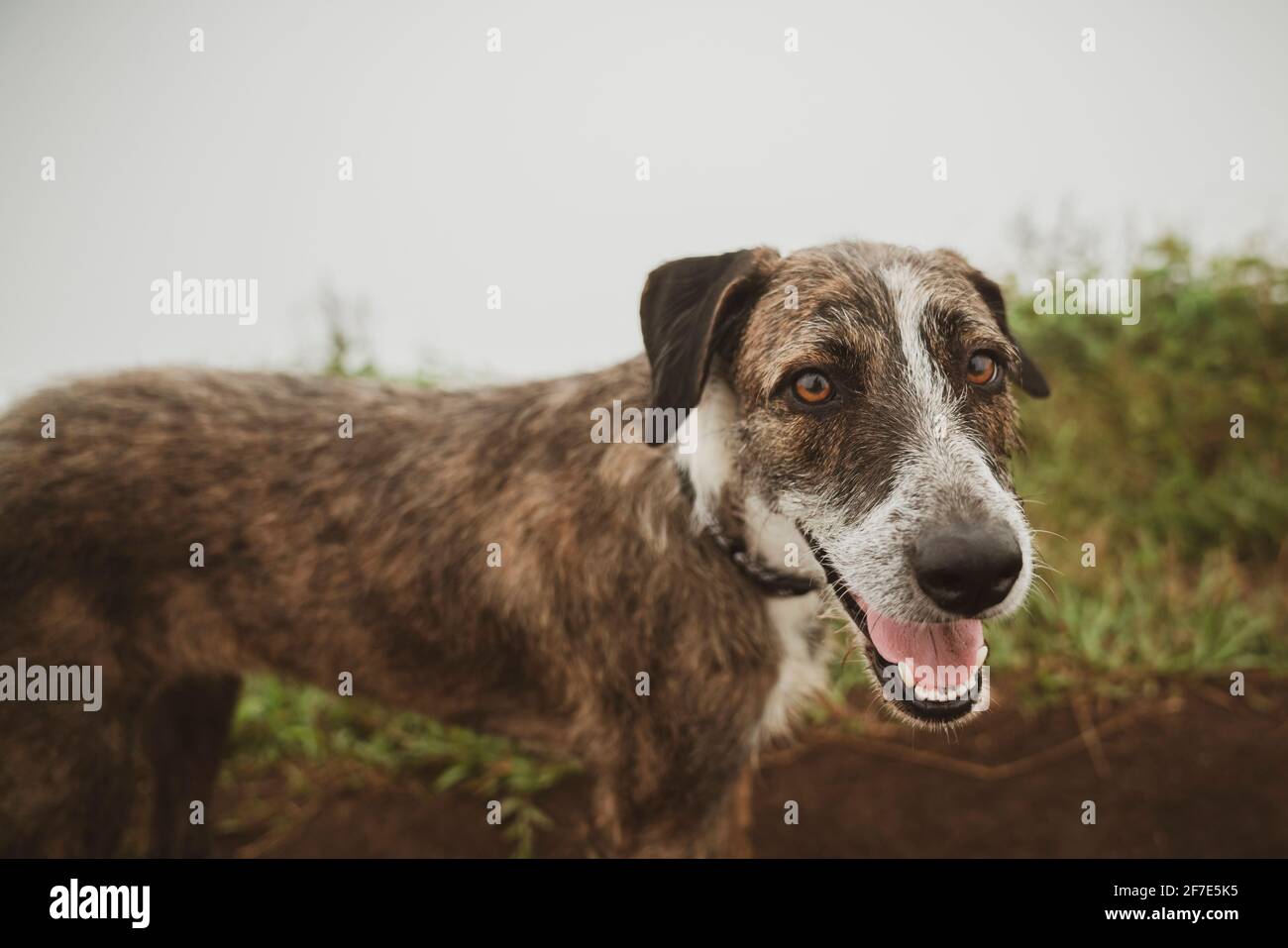Hund in guter Laune bereit, auf eine gemächliche gehen Gehen Sie in O'ahu Stockfoto