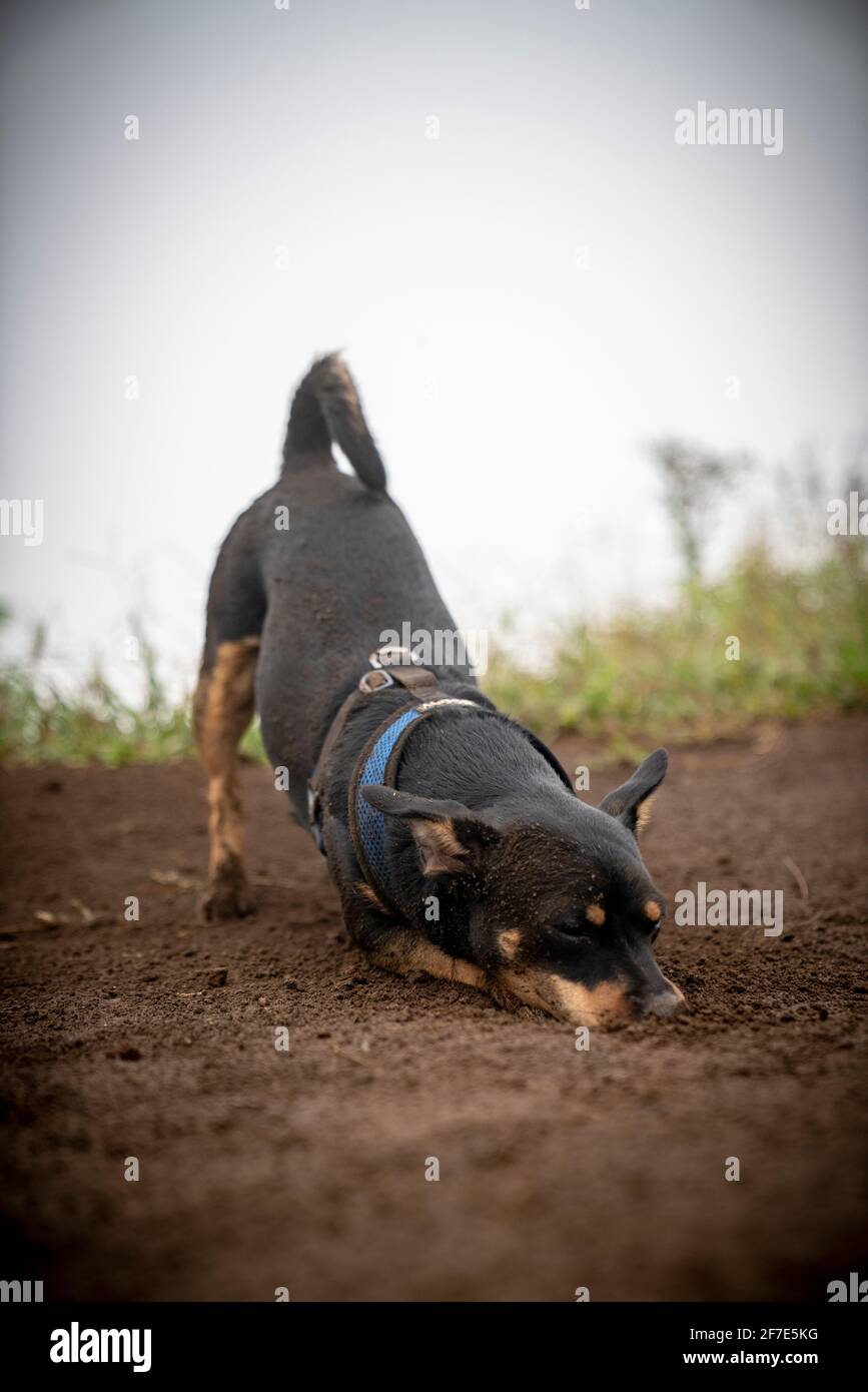 Lebhafter Welpe, der sich nach dem Spielen im Boden schmutzig gemacht hat Ein regnerischer Tag Stockfoto