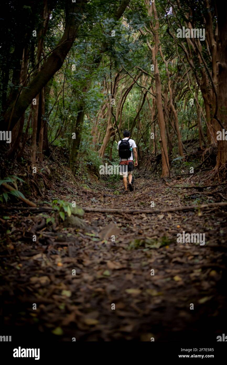 Mann, der alleine in einem Wald in Hawai'i wandert Stockfoto