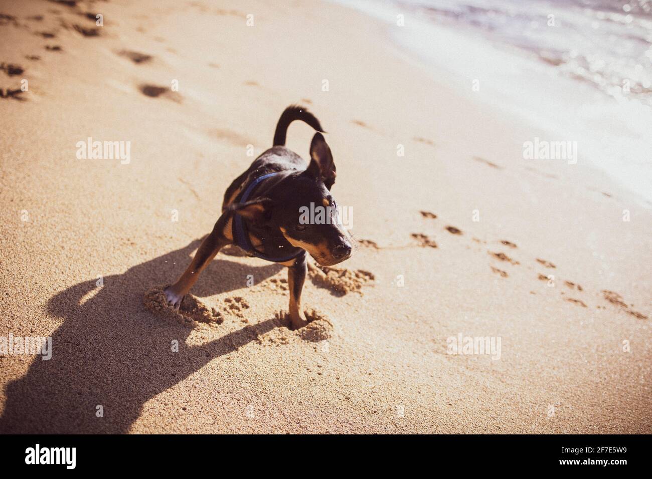 Der Welpe hinterlässt kleine Pfandabdrücke entlang des glatten Sandes auf einem Strand in Oahu Stockfoto