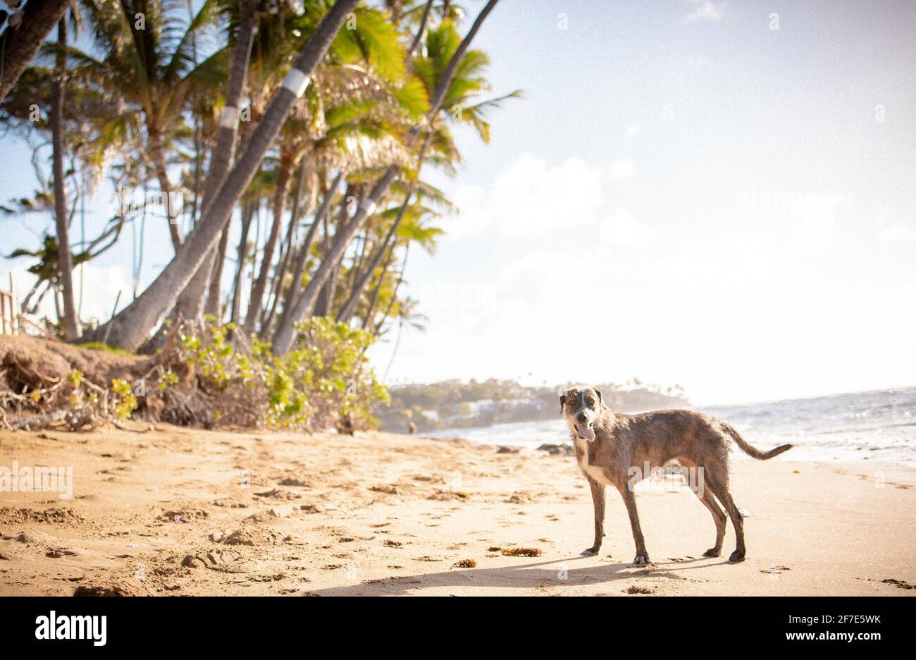 Hellbrauner Hund, der an einem Strand neben Bäumen steht Auf Hawaii Stockfoto