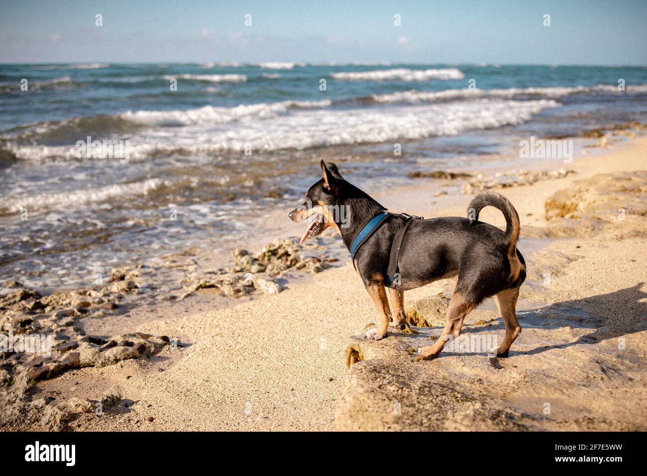Aufgeregt Miniatur Hund beobachten die Wellen Stockfoto