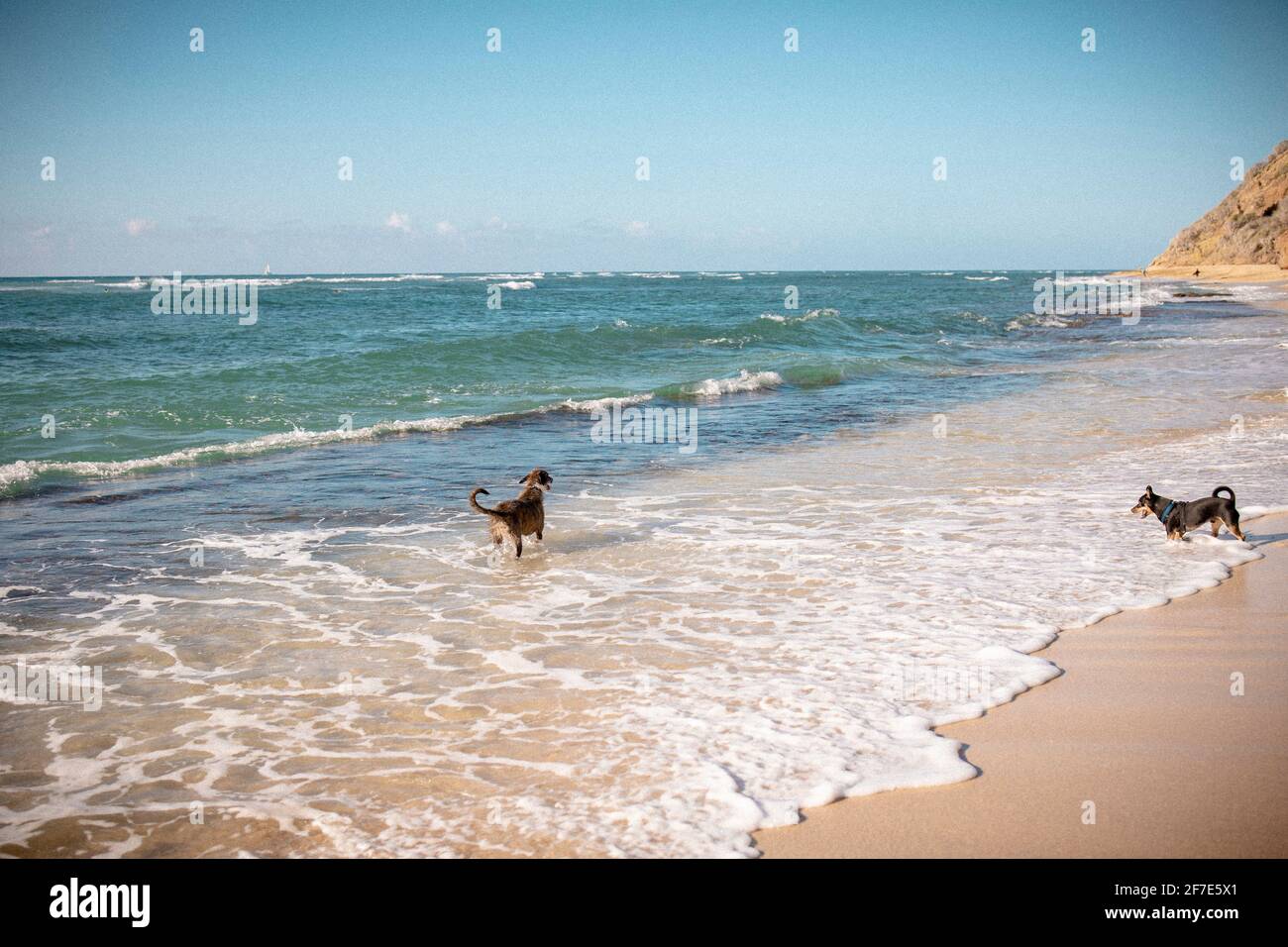 Entzückende Hunde, die an einem klaren, sonnigen Tag in sanften Meereswellen spielen Stockfoto