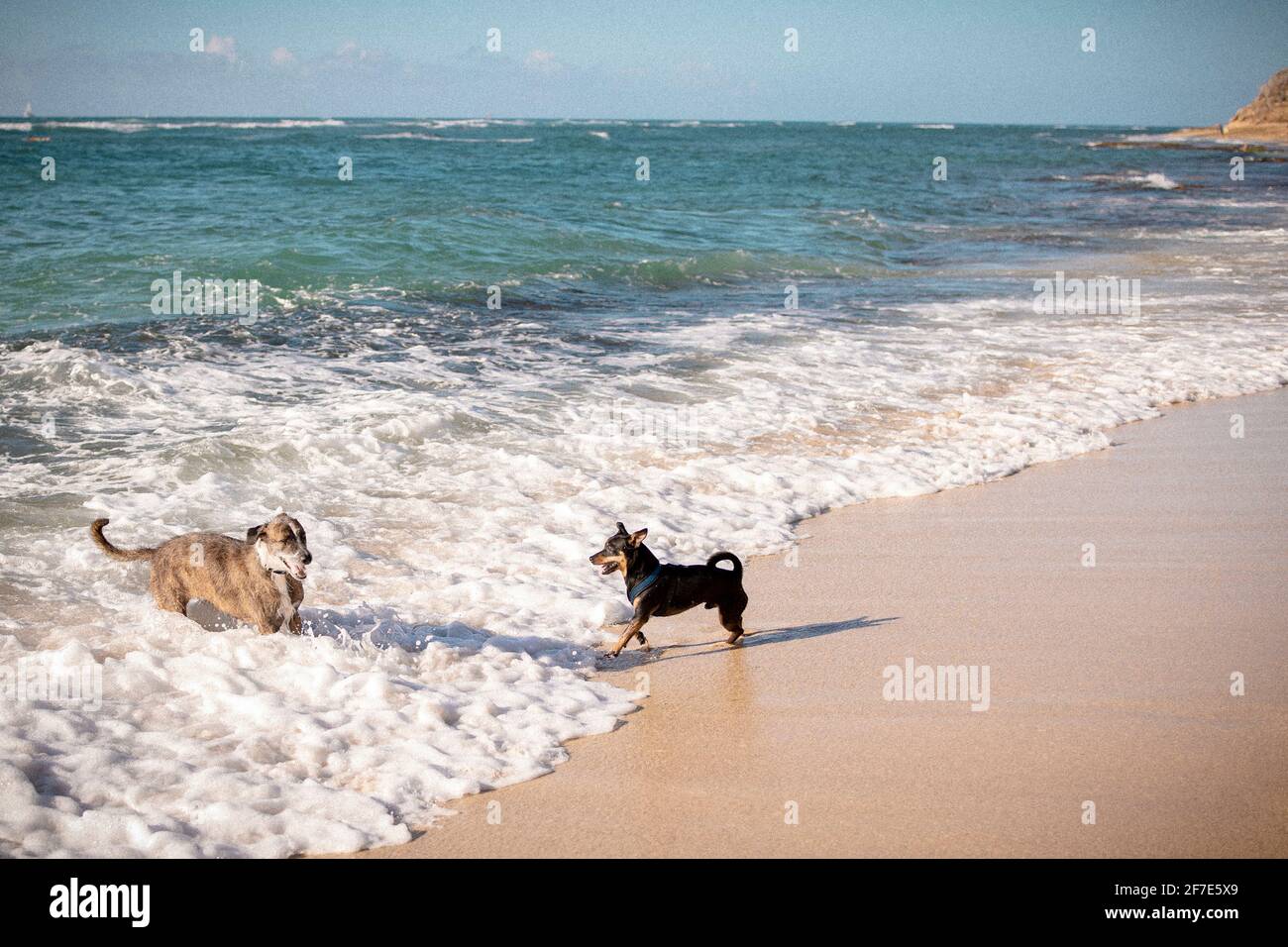 Aufgeregt Hunde spielen am Meer in Hawaii Stockfoto