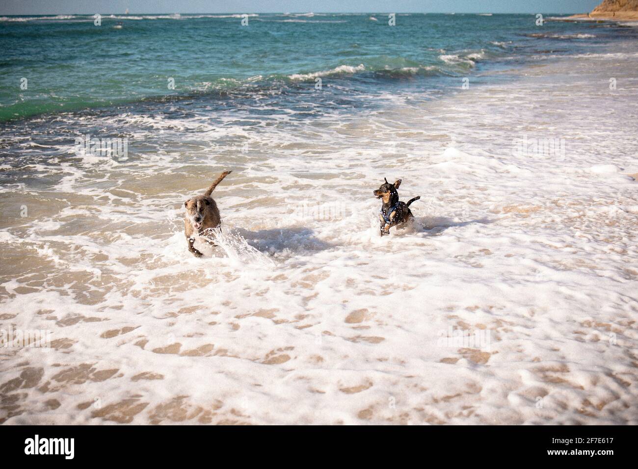Hunde jagen sich an einem warmen, klaren Nachmittag in Oahu im Meer Stockfoto