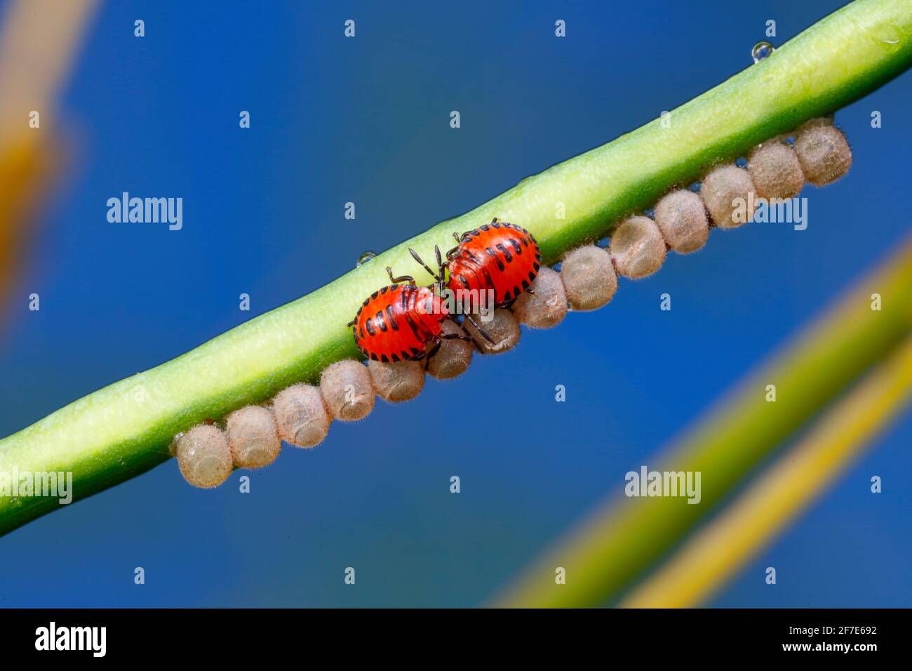 Stinkende Käfer-Nymphen, Hemiptera, eingebettet neben Eiern. Stockfoto