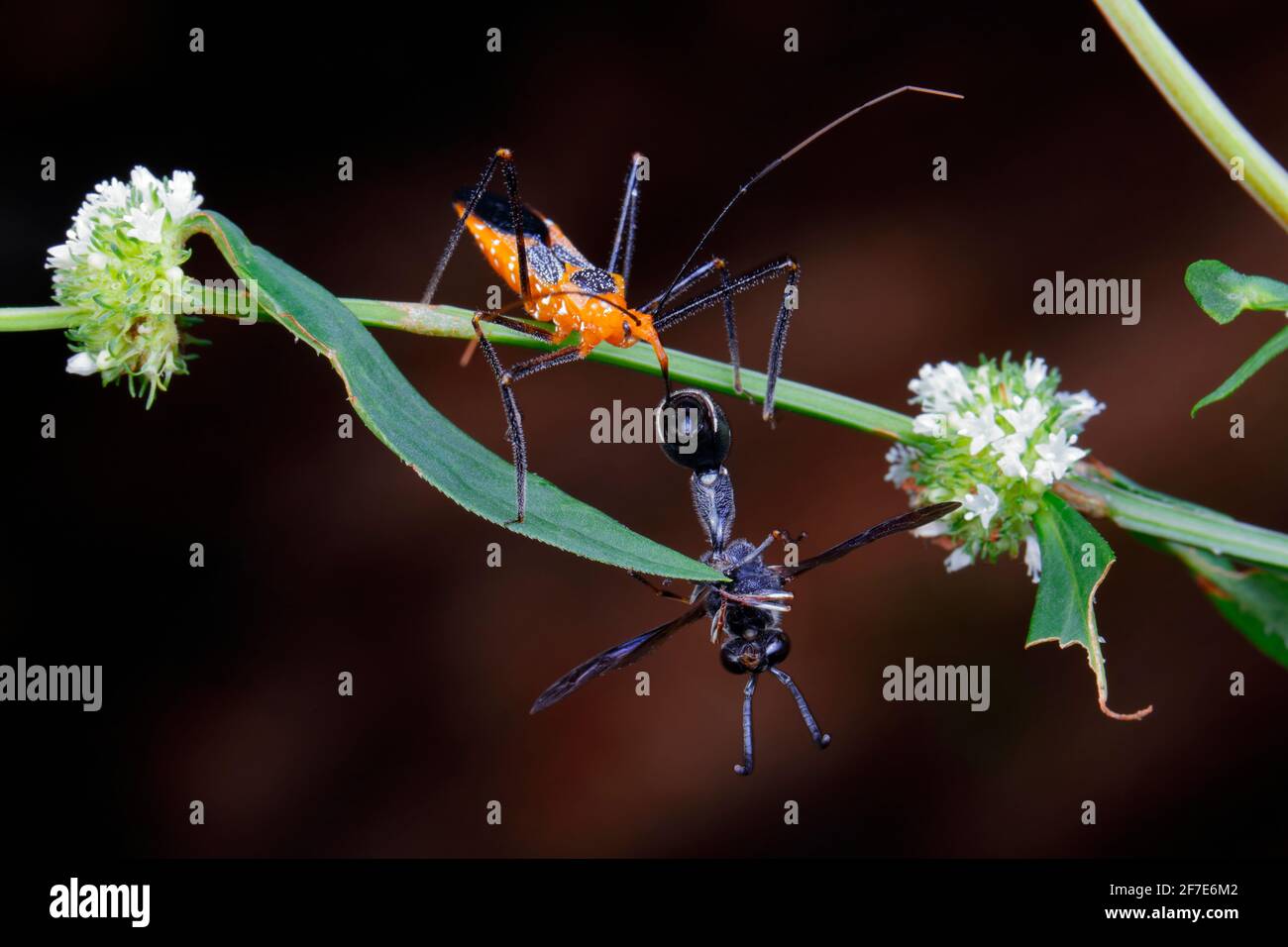 Zelus longipes, ein erwachsener Melkweed-Assassinwanze, füttert sich mit einer Potter-Wasp, Eumens fraternus. Stockfoto