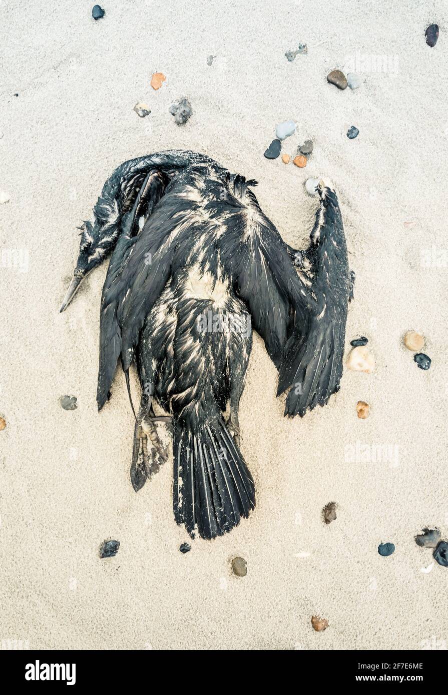 Toter Rabe in schöner Form am Strand in Dänemark Stockfotografie - Alamy