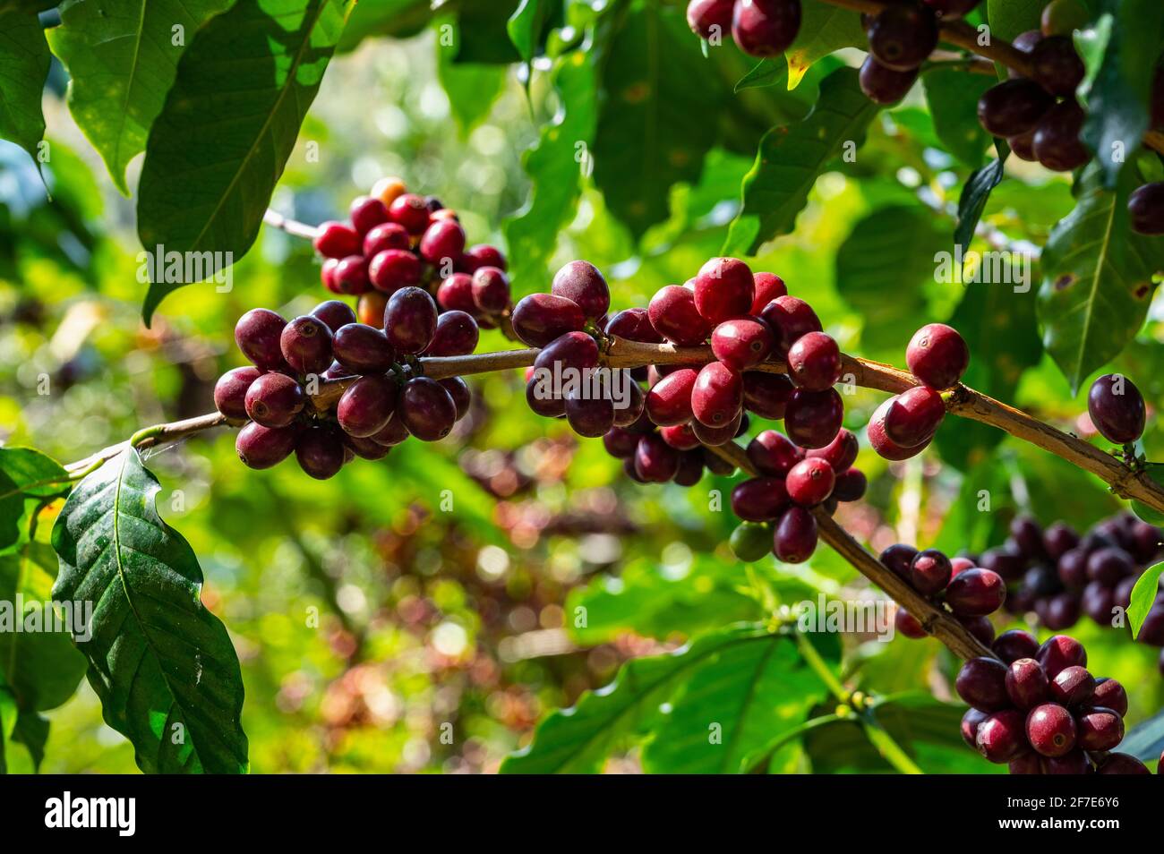 Kaffeekirschen reifen auf einem Baum in Nord-Thailand Stockfoto